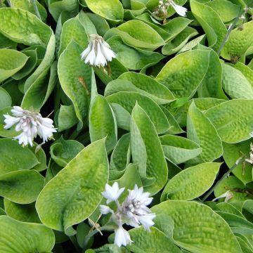 Hosta Abiqua Ariel