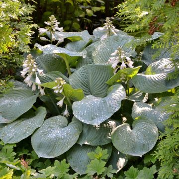 Hosta Hosta Blue Angel