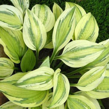 Hosta Captain’s Adventure