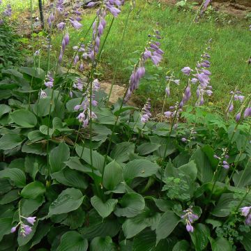 Hosta Elisabeth