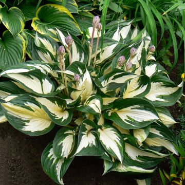 Hosta Fire and Ice