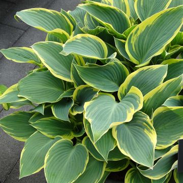 Hosta First Frost