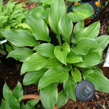 Hosta Fragrant Fire