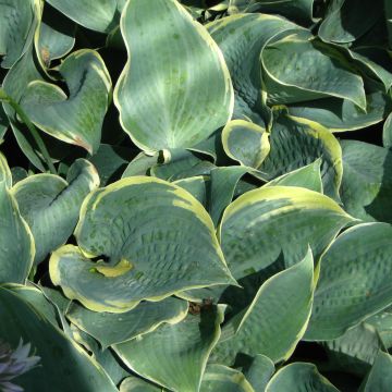 Hosta Dimples