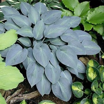 Hosta Goldbrook Glimmer