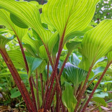 Hosta Gooseberry Sundae