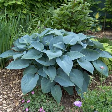 Hosta tardiana Halcyon