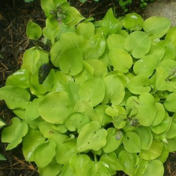 Hosta Limey Lisa