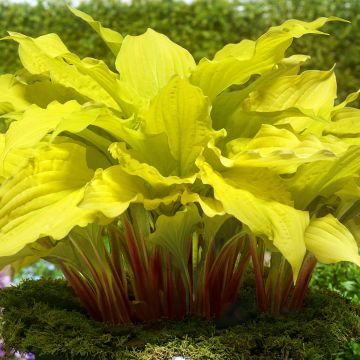 Hosta Lipstick Blonde