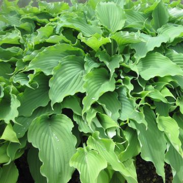 Hosta Neptune