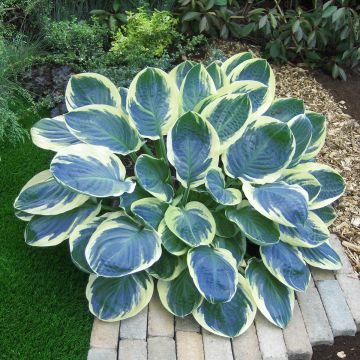 Hosta Orion's Belt