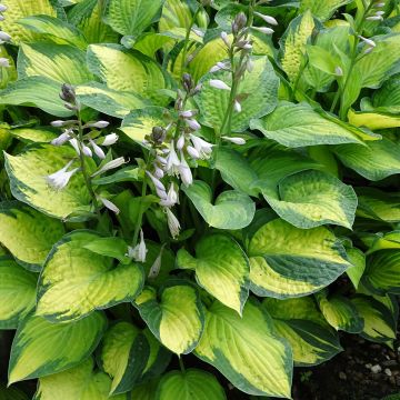 Hosta Paul's Glory