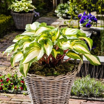 Hosta Raspberry Sundae