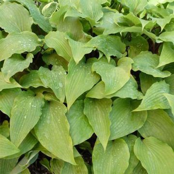 Hosta Red October