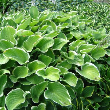 Hosta fluctuans Sagae