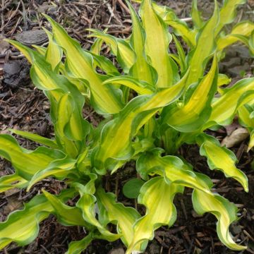 Hosta Sizzle