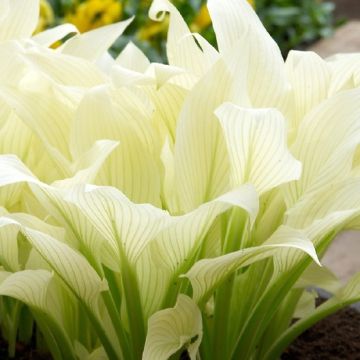 Hosta White Feather