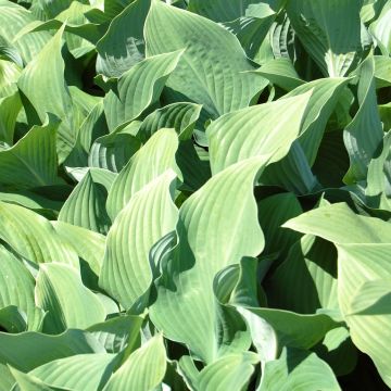 Hosta fortunei var. hyacinthina