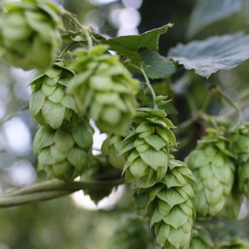 Luppolo Hallertauer Tradition - Humulus lupulus