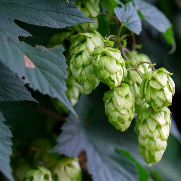 Luppolo Hersbrucker - Humulus lupulus