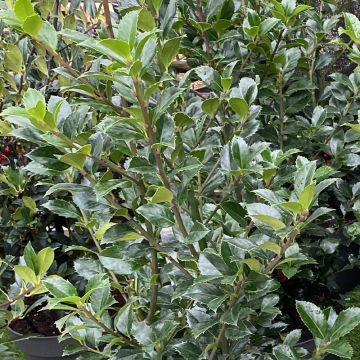 Ilex meserveae Heckenpracht - Agrifoglio