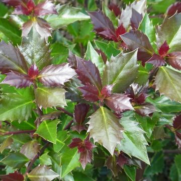 Ilex meserveae Heckenblau - Agrifoglio