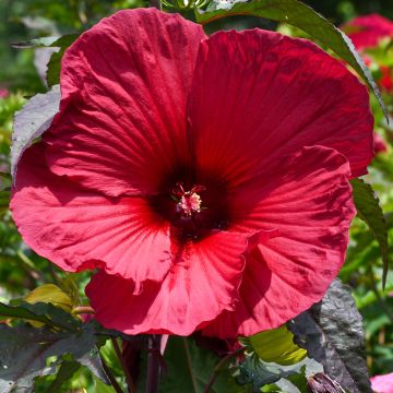 Hibiscus moscheutos Red - Ibisco palustre