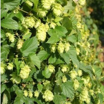 Luppolo Nordbrau - Humulus lupulus