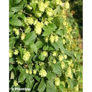 Luppolo Prima Donna - Humulus lupulus