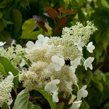 Hydrangea paniculata Kyushu - Ortensia paniculata