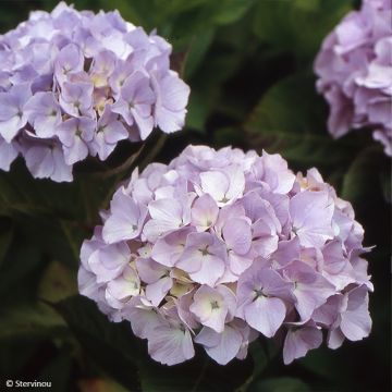 Hydrangea macrophylla Madame Plumecoq - Ortensia