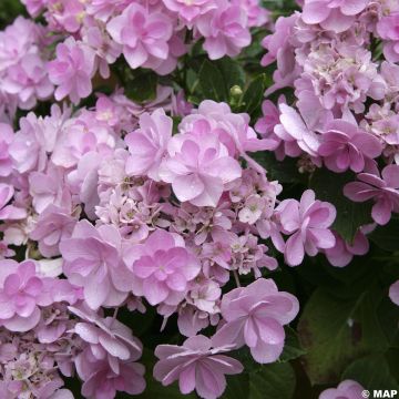 Hydrangea macrophylla You and Me Forever - Ortensia