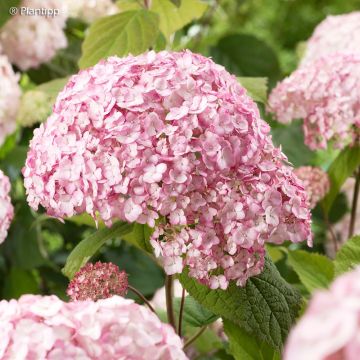 Hydrangea arborescens Candybelle Bubblegum - Ortensia