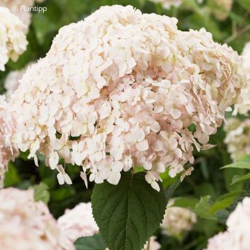 Hydrangea arborescens Candybelle Marshmallow - Ortensia