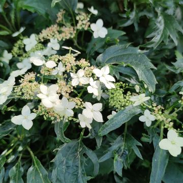 Hydrangea arborescens Emerald lace - Ortensia