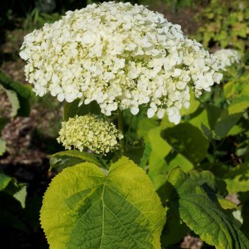 Hydrangea arborescens Golden Annabelle - Ortensia