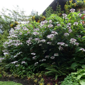 Hydrangea aspera Anthony Bullivant - Ortensia