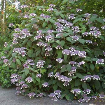 Hydrangea aspera Bellevue - Ortensia