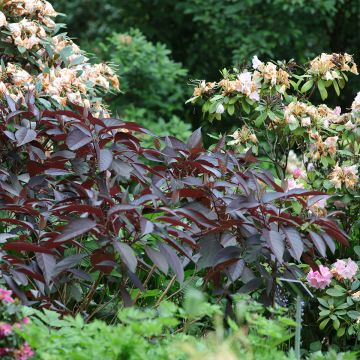 Hydrangea aspera Hot Chocolate - Ortensia