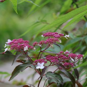 Hydrangea aspera Rosemary Foster - Ortensia