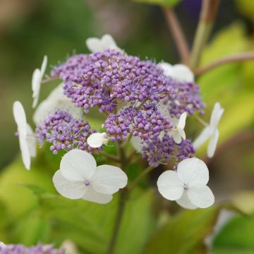 Hydrangea aspera Goldrush - Ortensia dorata