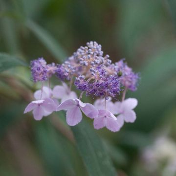 Hydrangea involucrata - Ortensia