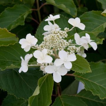 Hydrangea paniculata Levana - Ortensia paniculata