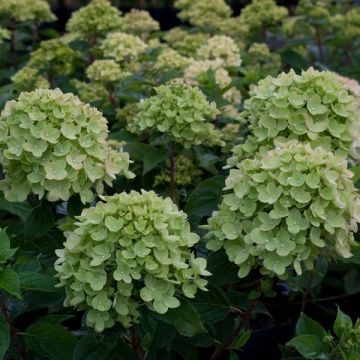 Hydrangea paniculata Little Lime - Ortensia paniculata