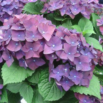 Hydrangea macrophylla Deep Purple Dance - Ortensia