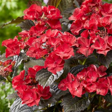 Hydrangea macrophylla After Midnight