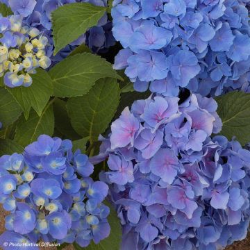 Hydrangea macrophylla Benelux Blue - Ortensia