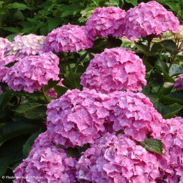 Hydrangea macrophylla Benelux Pink - Ortensia