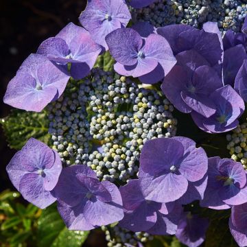 Hydrangea macrophylla Blaumeise - Ortensia