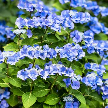 Hydrangea macrophylla Blue Sky - Ortensia